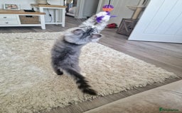 Maine Coon cats for sale: 💙Beautiful Maine Coon (GCCF reg) 💙 - Advert 10