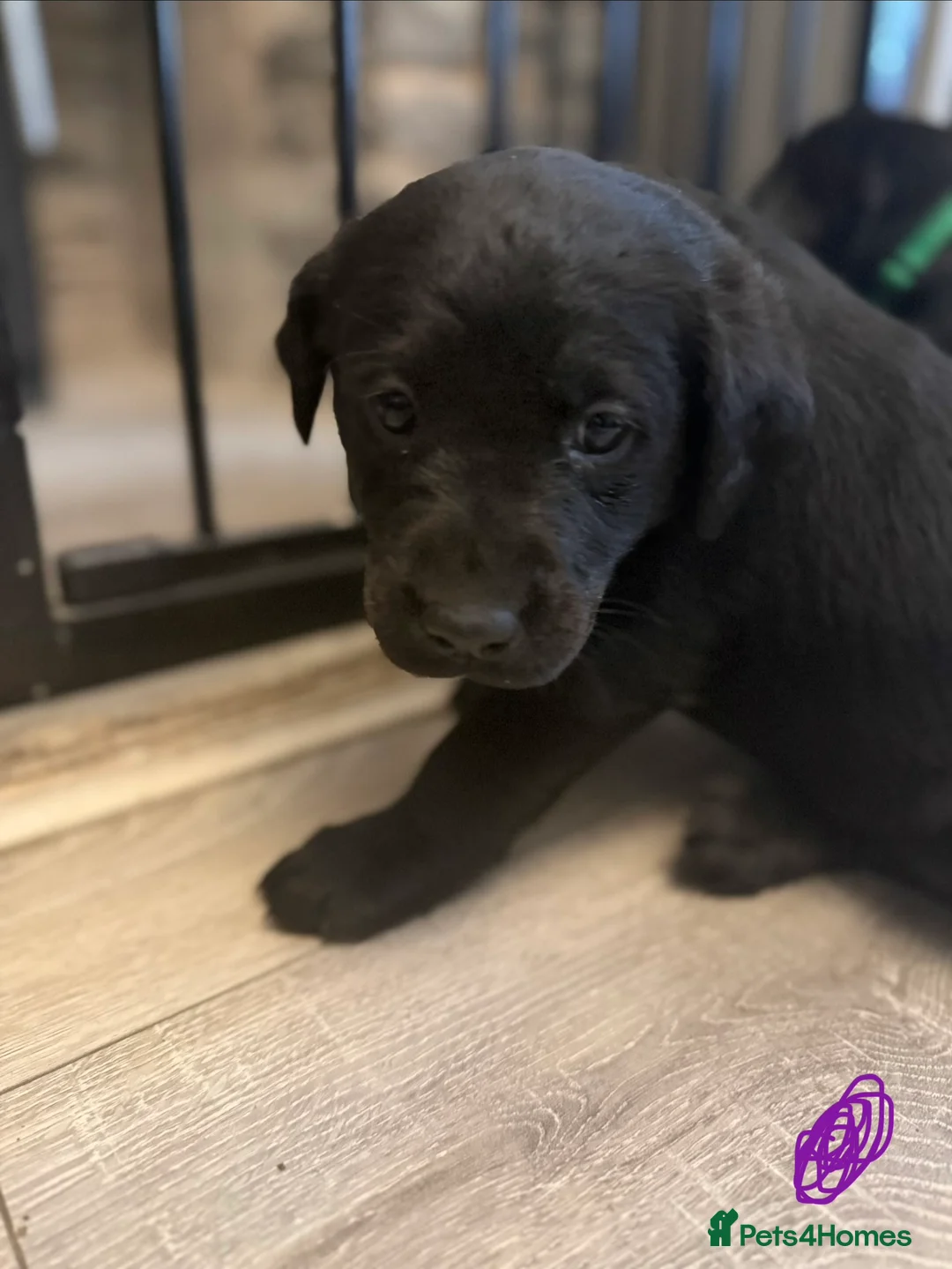Labrador Retriever dogs for sale: Traditional Labrador Puppies  - Advert 2