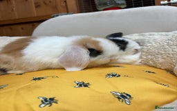Dwarf Lop rabbits for sale: Stunning friendly dwarf lops  - Image 5