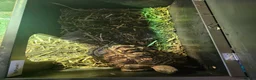Tortoise reptiles for sale: Leopard Tortoise with enclosure - Advert 3