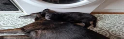 Lurcher dogs for sale: Greyhound x shepherd/collie  in Hungerford - Advert 10