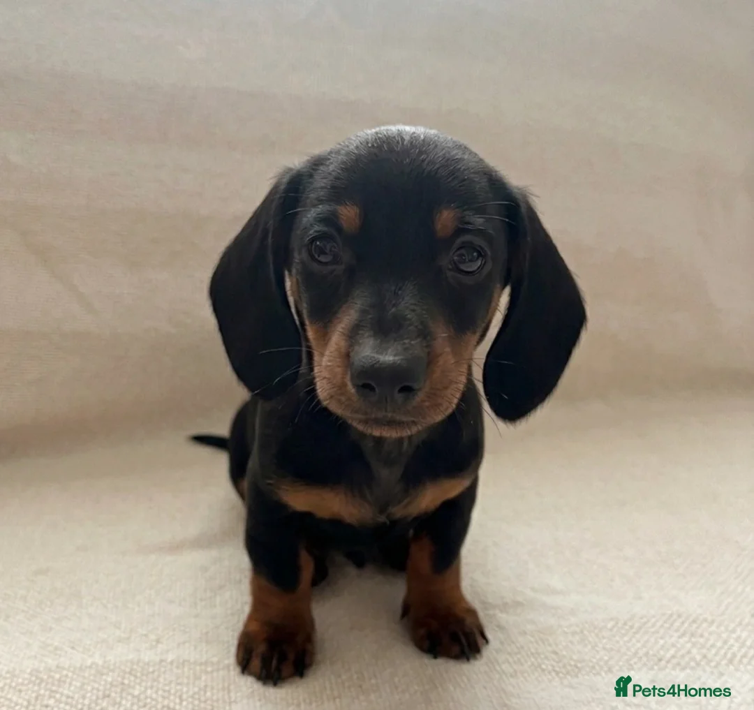 Miniature Dachshund dogs for sale: Miniature Dachshunds- 2 boys left!  - Advert 1