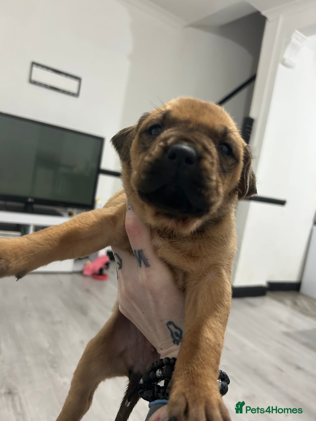 Mixed Breed dogs for sale: A beautiful litter of Rottweiler/staff/mastiffs - Advert 34