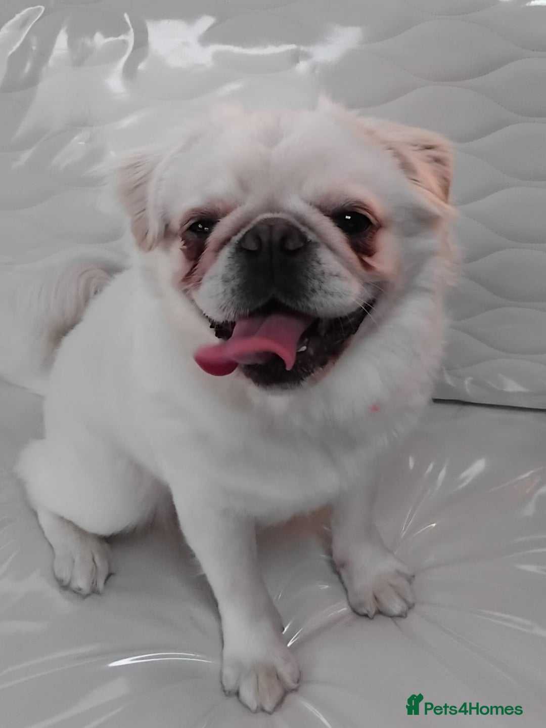 Pug dogs for sale: Pug puppies  - Advert 12