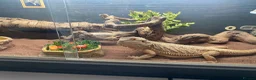 Bearded Dragon reptiles for sale: Friendly female bearded dragon aged 2 in Wilmslow - Advert 1