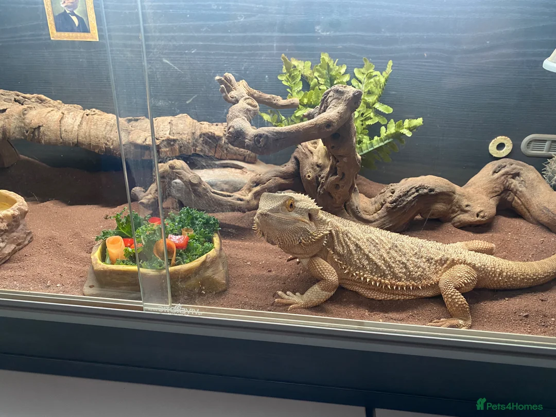 Bearded Dragon reptiles for sale: Friendly female bearded dragon aged 2 in Wilmslow - Advert 1