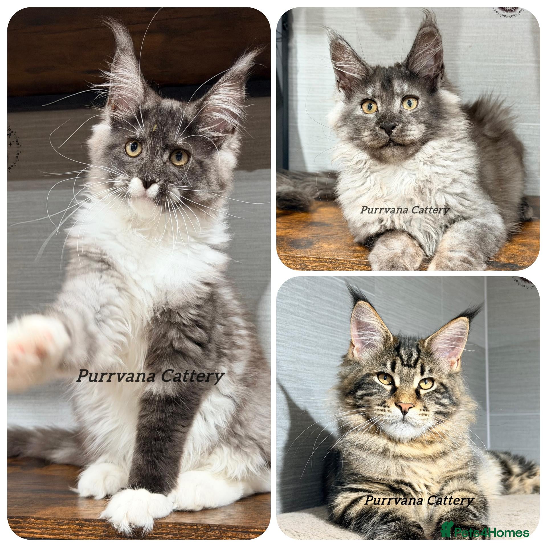 Maine Coon cats TICA registered Maine coon kittens READY NOW - Advert 1