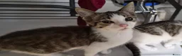 Mixed Breed cats for sale: Tabby kitten  in Willenhall - Advert 8