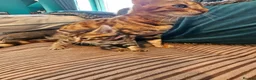 Bengal cats for sale: Begal cross kittens  - Advert 19