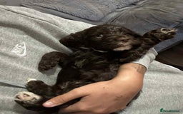 Cockapoo dogs for sale: Beautiful litter of cockerpoos - Image 9