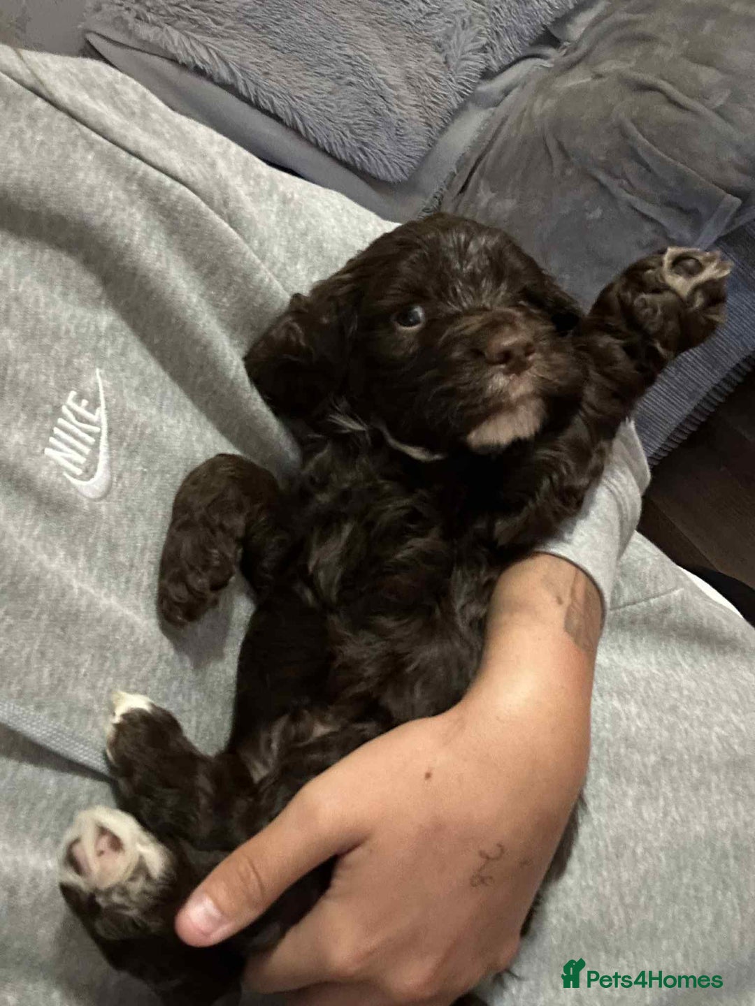 Cockapoo dogs for sale: Beautiful litter of cockerpoos - Image 9
