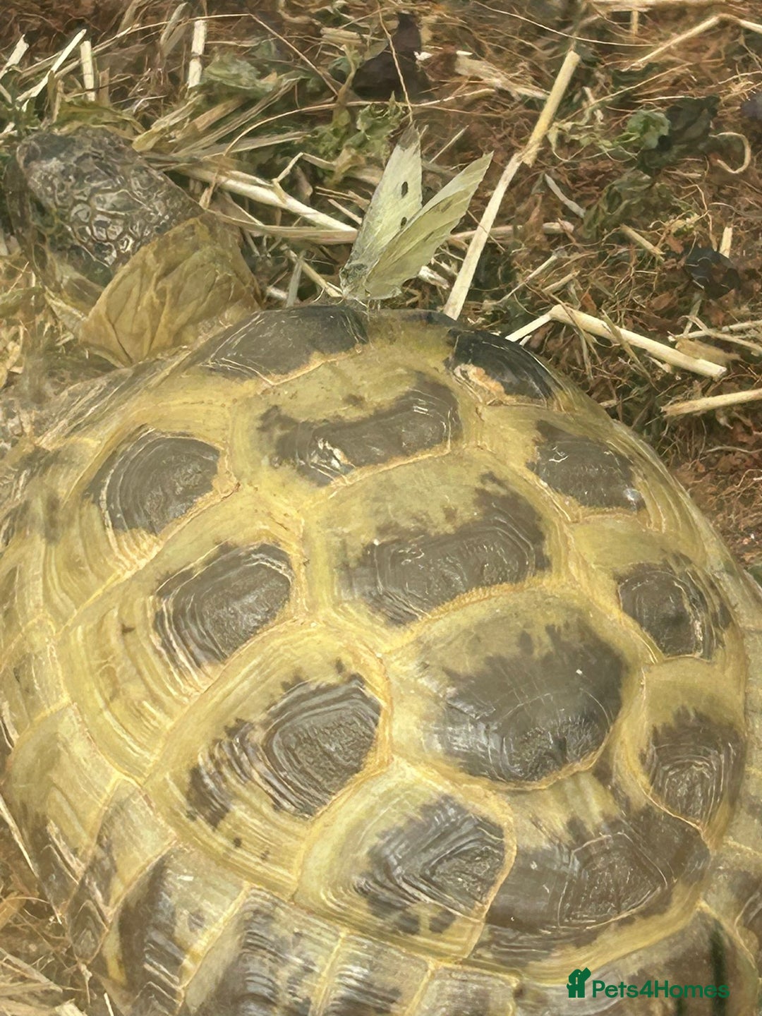 Tortoise reptiles for sale: Horsefield tortoise for sale - Image 8