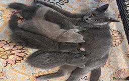 British Shorthair cats for sale: PURE PEDIGREE BSH KITTENS - Image 33