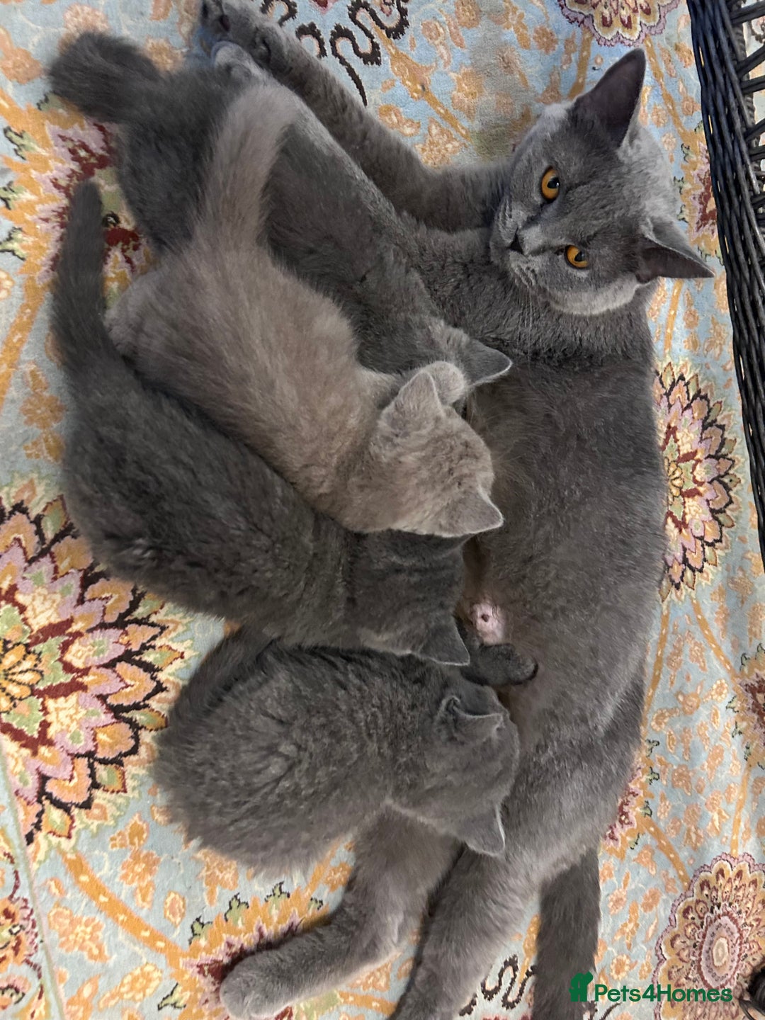 British Shorthair cats for sale: PURE PEDIGREE BSH KITTENS - Image 33