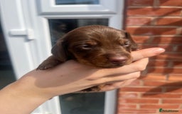Miniature Dachshund dogs for sale: LAST ONE LEFT Miniature Dachshunds KC Registered in Pershore - Image 7
