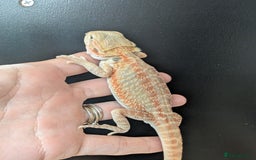 Bearded Dragon reptiles for sale: Leather back bearded dragon babies. Ready now - Image 5