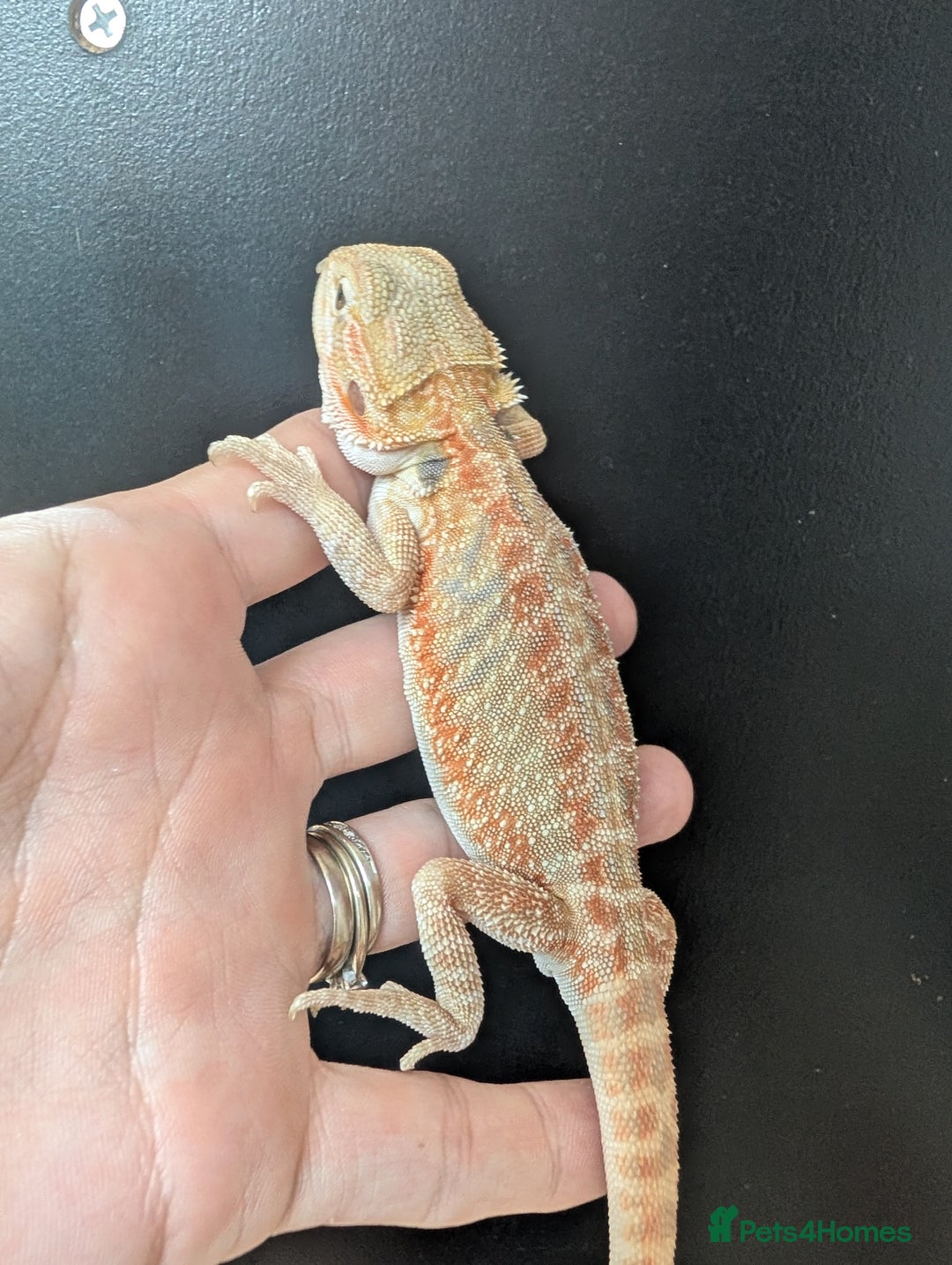Bearded Dragon reptiles for sale: Leather back bearded dragon babies. Ready now - Image 5