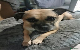 Mixed Breed dogs for sale: 2  Beautiful dogs - Image 1