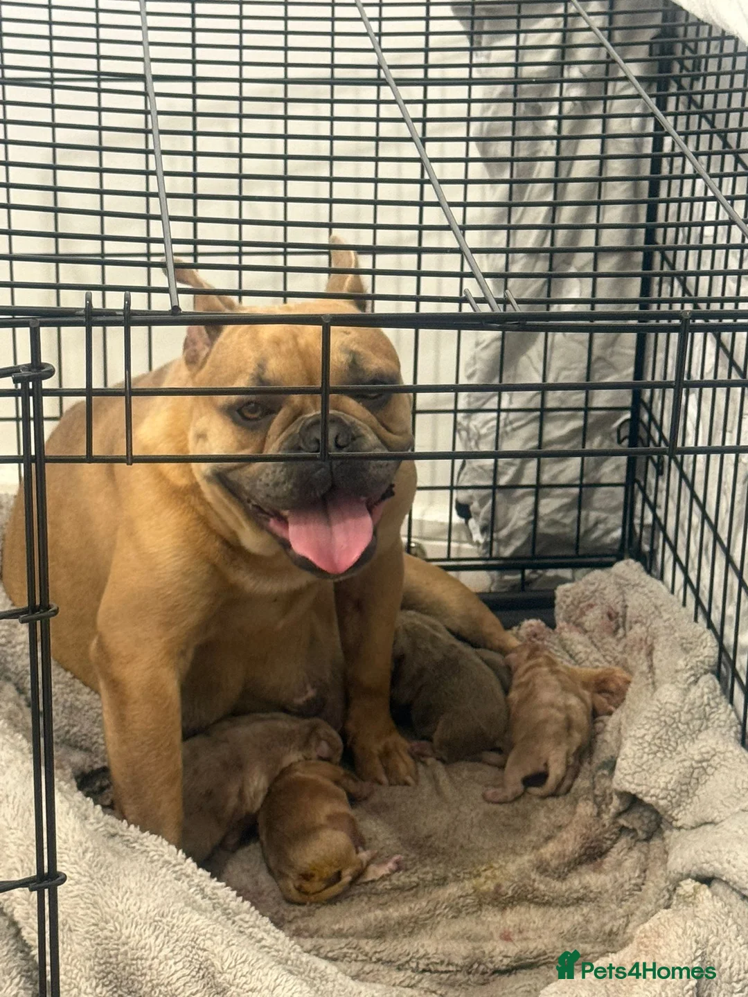 Mixed Breed dogs for sale: French bulldog x old English bulldog pups - Advert 5