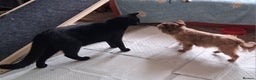 Domestic Shorthair cats for sale: 4 BLACK CATS FOR REHOME. - Advert 20