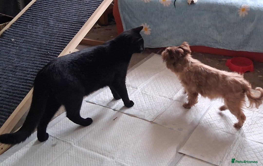 Domestic Shorthair cats for sale: 4 BLACK CATS FOR REHOME. - Advert 20