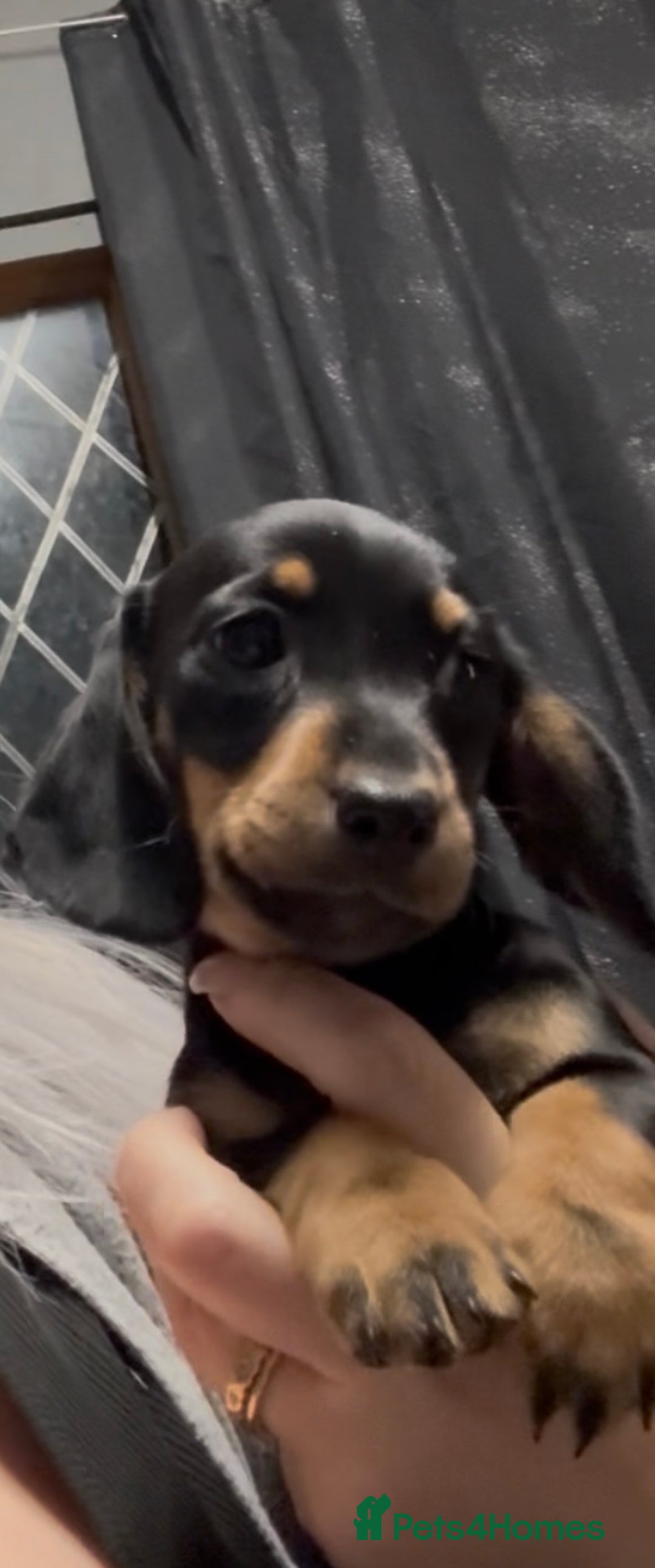 Dachshund dogs for sale: Kc registered miniature smooth daschunds  - Advert 10