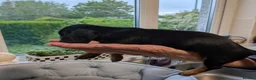 Miniature Dachshund dogs for sale: 🐶 Dachshund babies 🐶 in Alfreton - Advert 7