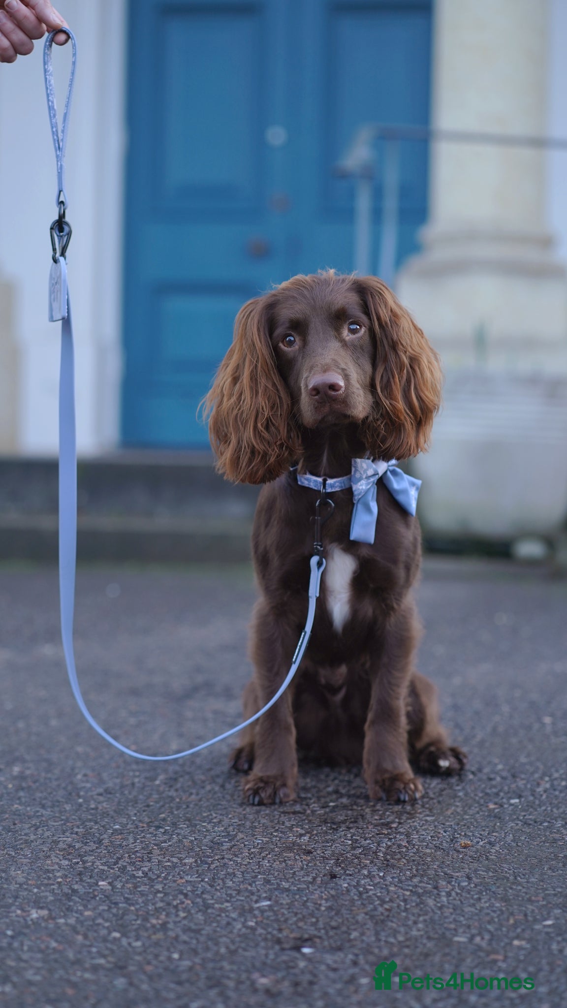 Sprocker dogs Sprocker Spaniel - 2 years old - Advert 8
