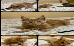 Maine Coon cats for sale: Last Ginger Boy Pure Mainecoon! - Image 15