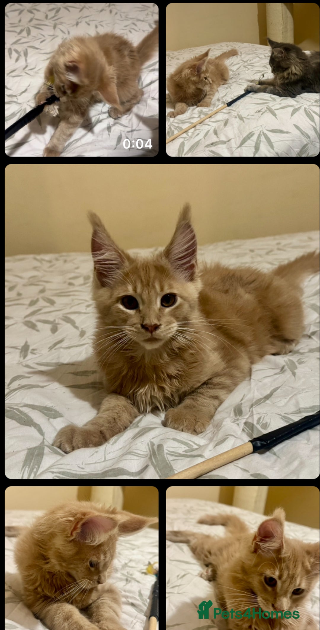 Maine Coon cats for sale: Last Ginger Boy Pure Mainecoon! - Image 15