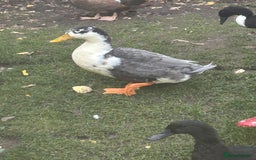 Ducks poultry for sale: 4 ducks for sale  - Image 8