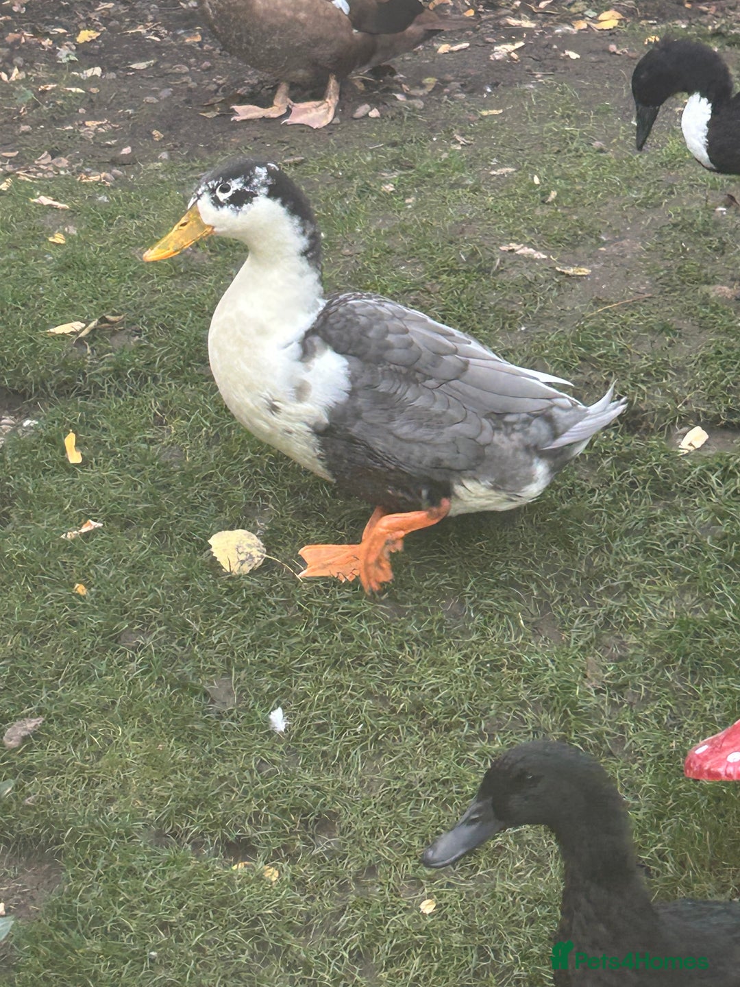 Ducks poultry for sale: 4 ducks for sale  - Image 8