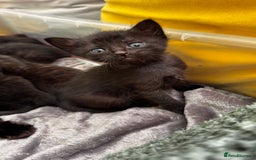 Mixed Breed cats for sale: Beautiful kittens 🐈‍⬛  - Image 23