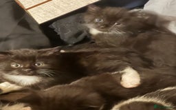 Mixed Breed cats for sale: Adorable Kittens, super cute!  - Image 18