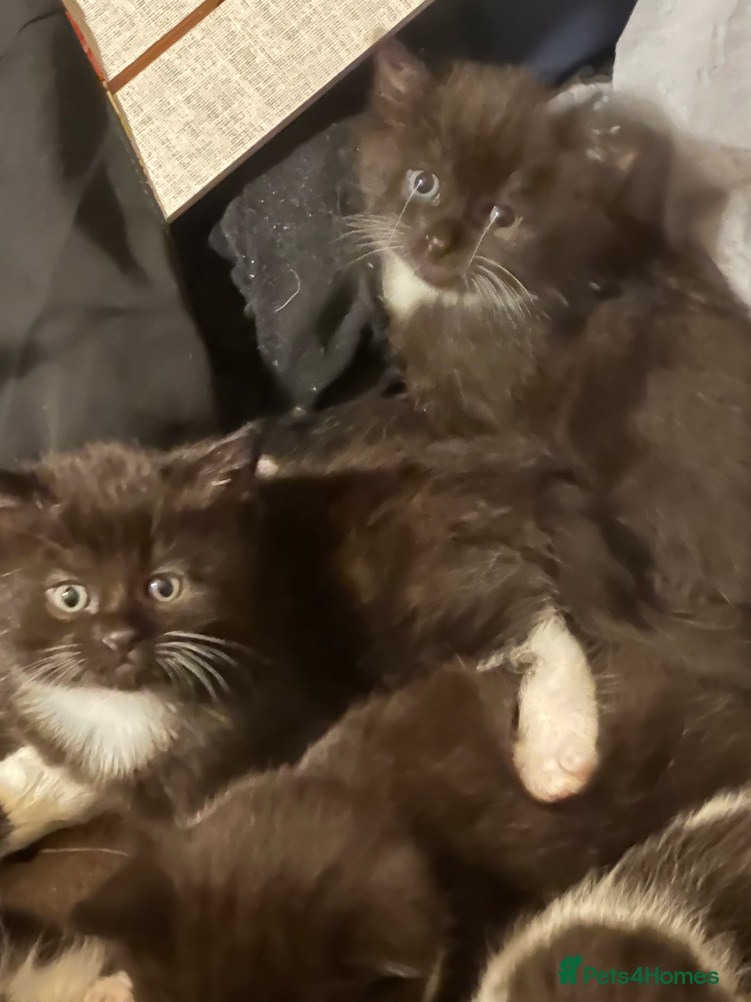 Mixed Breed cats for sale: Adorable Kittens, super cute!  - Image 18