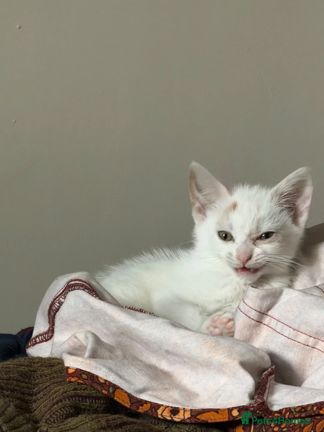 Mixed Breed cats for sale: Triffid (URGENT) - Advert 4