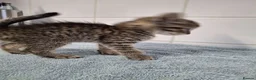 British Shorthair cats for sale: pure tabby kittens - Advert 11