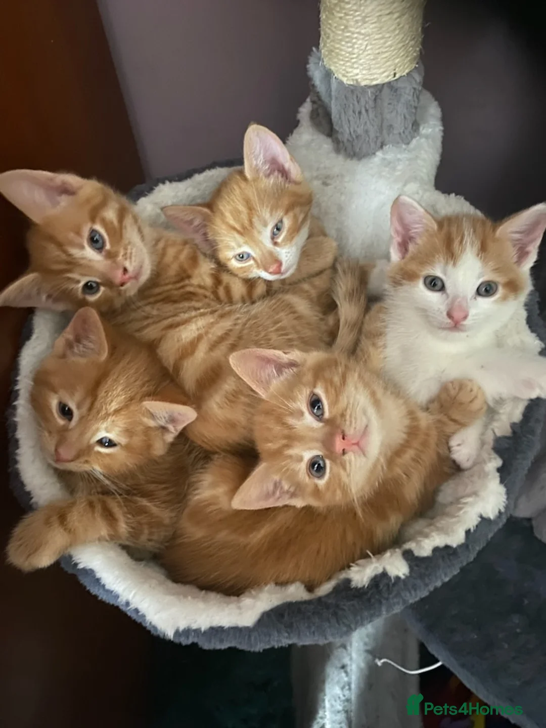 Domestic Shorthair cats for sale: 5 Ginger kittens - Advert 1