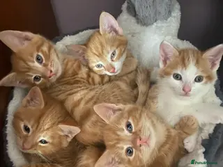 Domestic Shorthair cats 5 Ginger kittens - Advert 13
