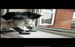 Sprocker dogs for stud: Sprocker Stud Dog - working line, 1 year old - Image 3