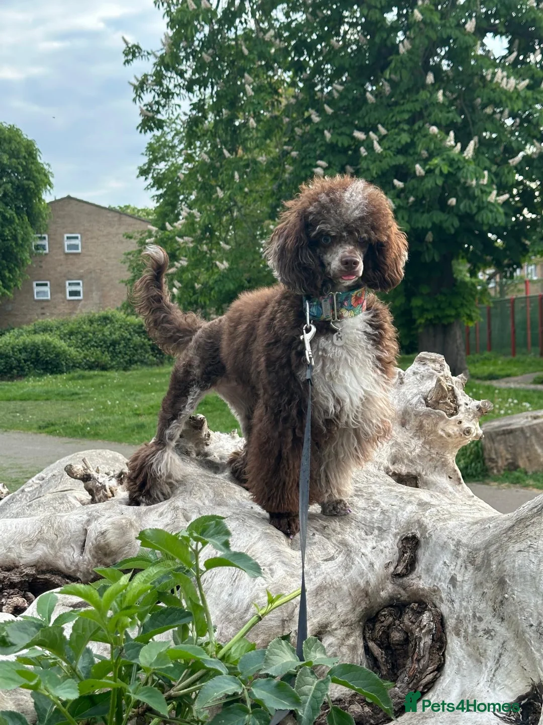 Miniature Poodle dogs for sale: Miniature poodle - Advert 2