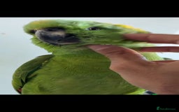 Budgerigars birds for sale: Tame yellow nape amazon for sale! - Image 3