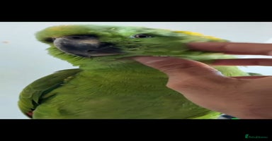 Budgerigars birds - Advert 2