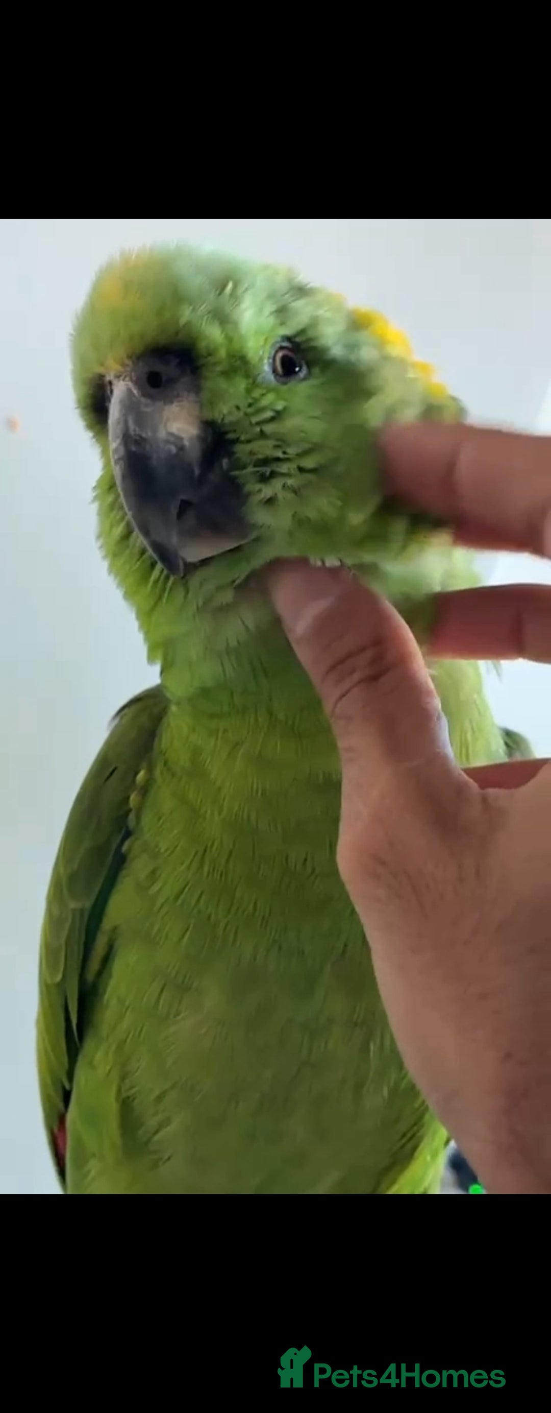 Budgerigars birds for sale: Tame yellow nape amazon for sale! - Image 3