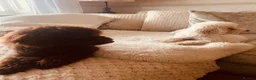Cavapoo dogs for sale: 🤎🐾 Gorgeous Chocolate Cavapoo Puppies 🐾🤎 in Southend-on-Sea - Advert 17