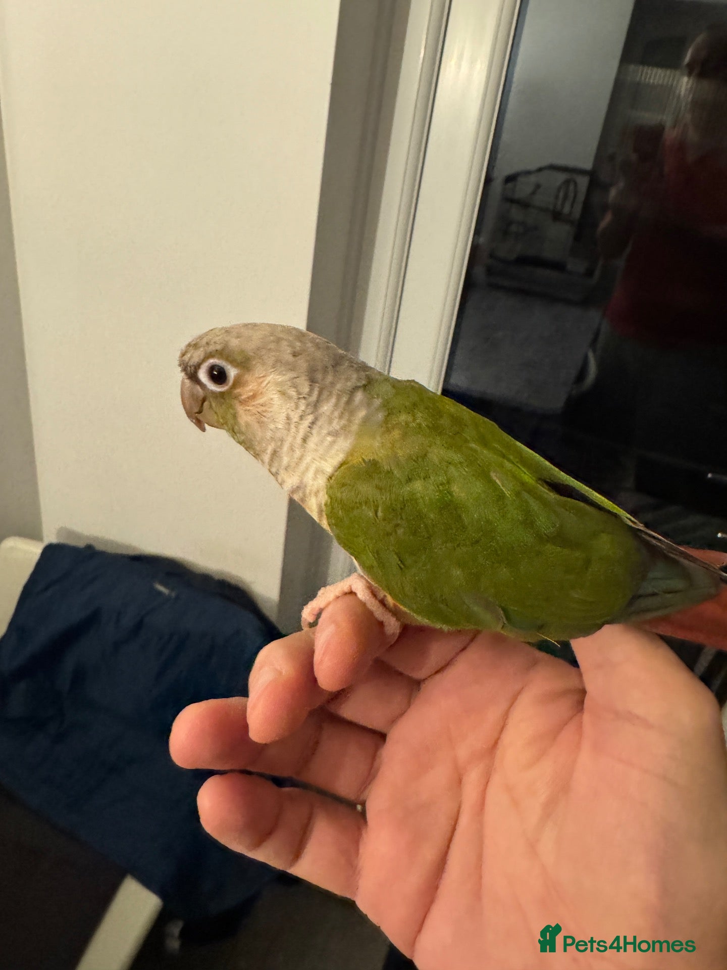 Conures birds for sale: 2 semi tamed conures for sale  - Advert 2