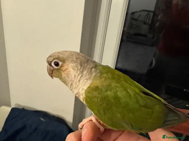 Conures birds for sale: 2 semi tamed conures for sale - Advert 2