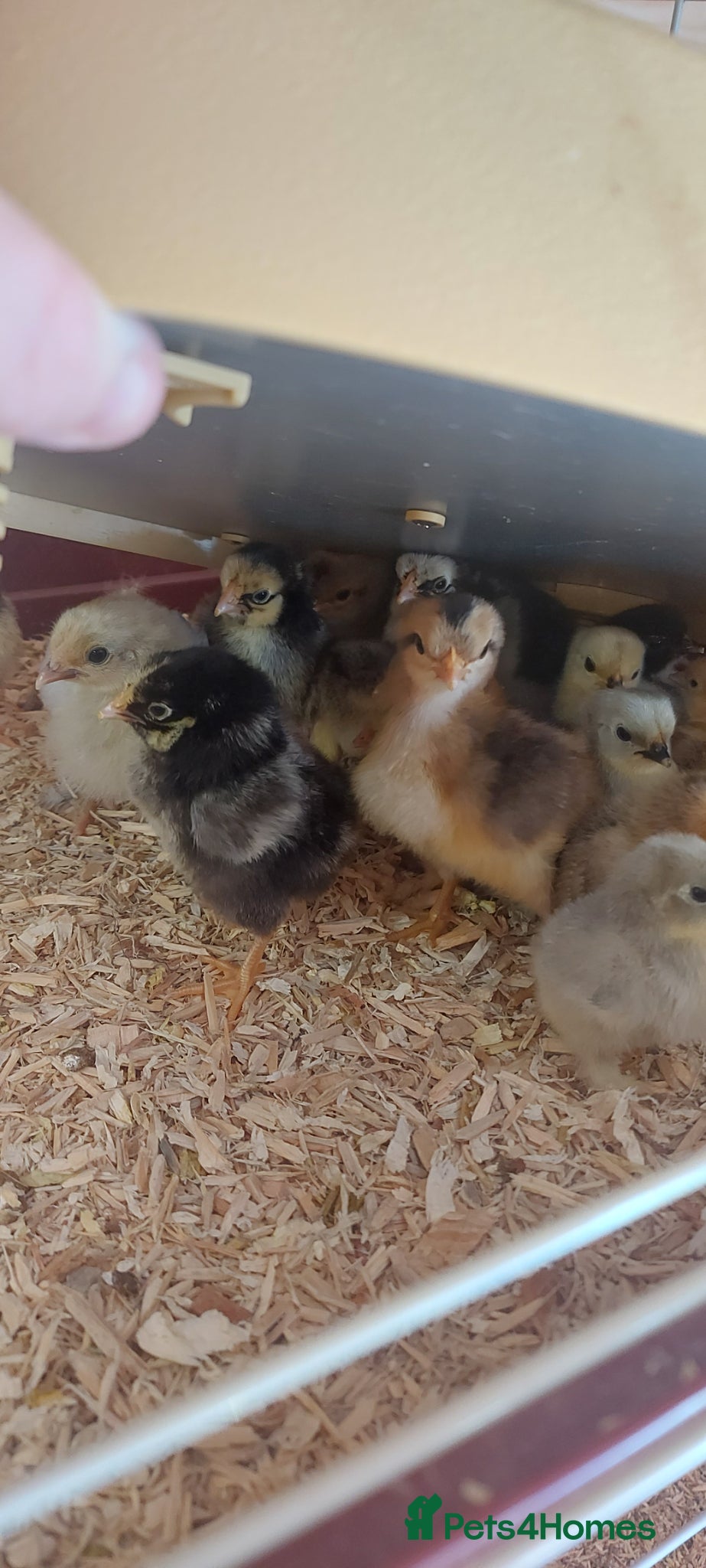 Chickens poultry Bantam chicks *sablepoot, wyandotte, pekin bantam* - Advert 2