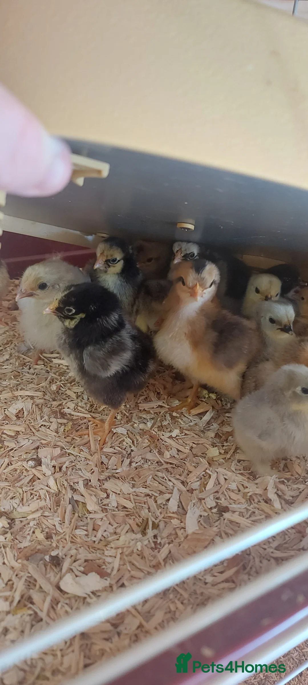Chickens poultry for sale: Bantam chicks *sablepoot, wyandotte, pekin bantam* - Advert 13
