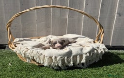 Whippet dogs for sale: Beautiful pedigree whippet puppies  - Image 8